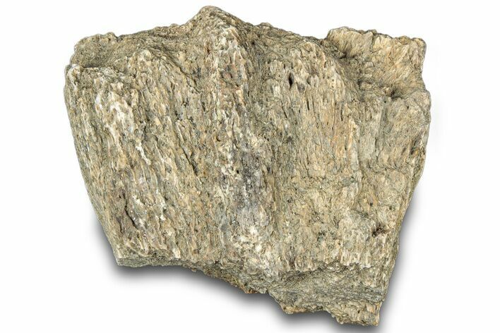 Dinosaur (Triceratops) Frill Shield Section - Montana #312269